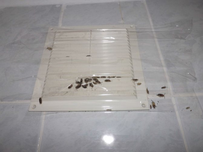 Борьба с насекомыми в ванной комнате