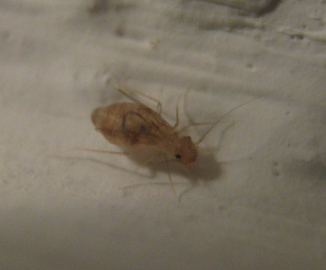 Борьба с насекомыми в ванной комнате