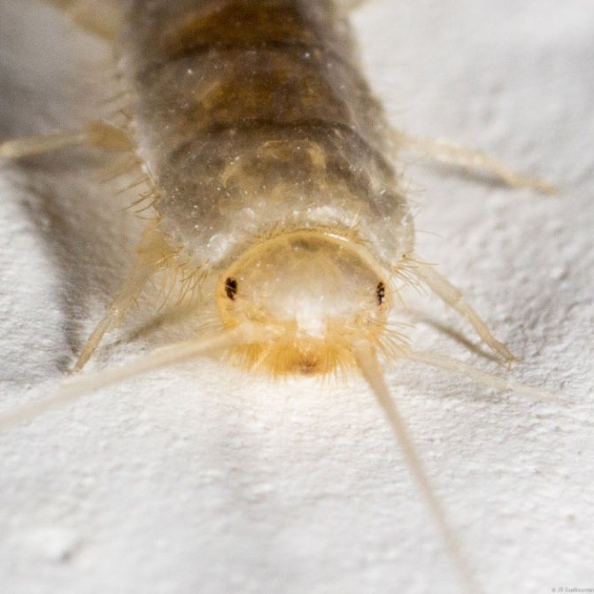 Белые насекомые в ванной, маленькие жучки название фото, как избавиться