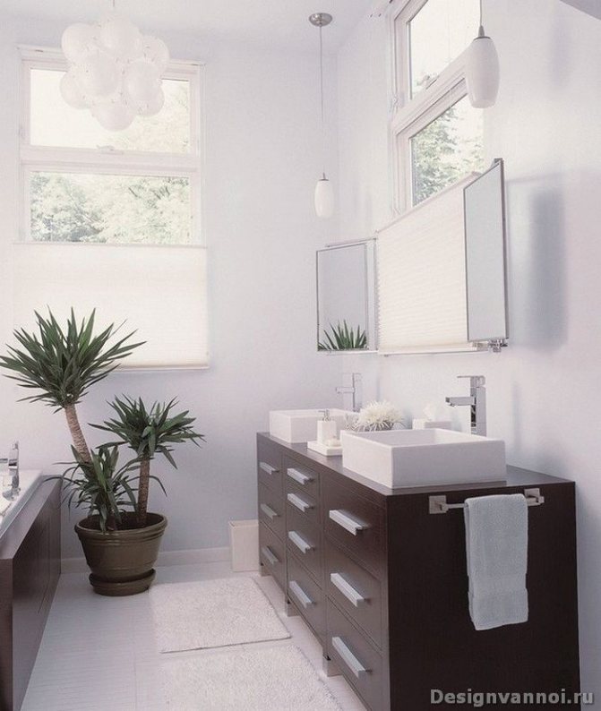 комнатные растения для ванной