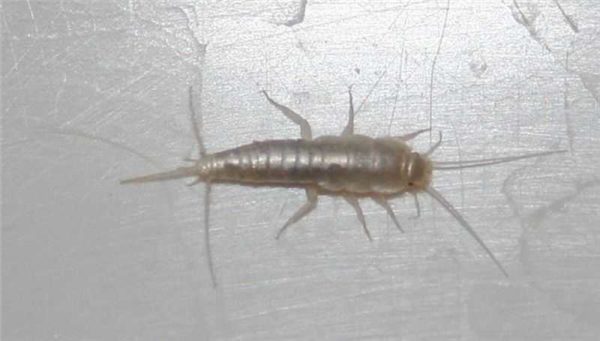 Одно из наиболее часто встречающихся в ванной насекомых - чешуйница